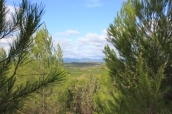 Utsikt över vinfälten mot Causses et Veyran